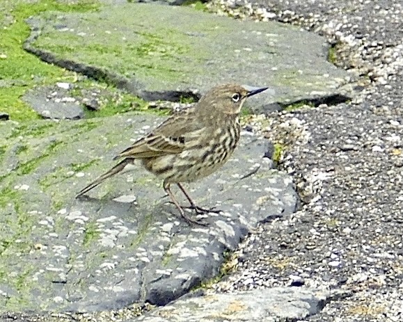 rock pipit
